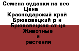Семена суданки на вес › Цена ­ 60 - Краснодарский край, Брюховецкий р-н, Брюховецкая ст-ца Животные и растения » Услуги   